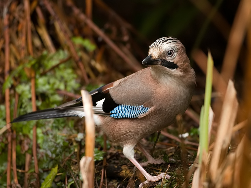 Garrulus glandarius Gaai Eurasian Jay